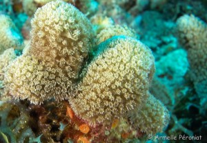 Malendure - îlet Pigeon